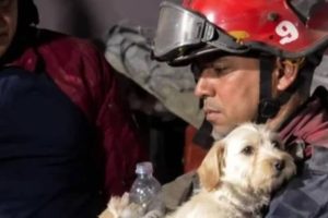 Brigadas de Misión Nevado atienden a mascotas afectadas por sismos