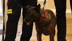 Murió Luka, la perrita de rescate española que ayudó a buscar sobrevivientes bajo los escombros tras los terremotos